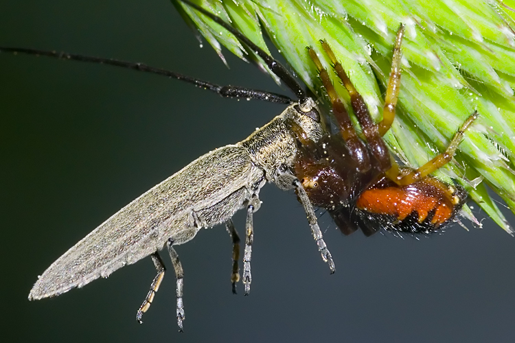 Calamobius filum predato da Synema globosum